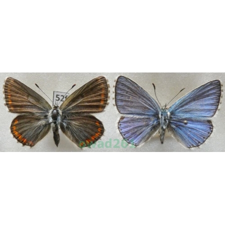 Polyommatus bellargus (Rottemburg, 1775) pair Czech52f